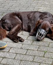 Und die Hunde Bild 2