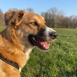 Hundeschule Thea Grothe