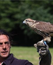 Stages Fauconnerie Lyon , Elevage de rapaces, Effarouchement pigeon, Rhône-Alpes, Bourgogne-Franche-Comté, Saône et Loire image 6