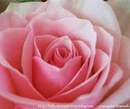 A la Fleur de Nice image 7