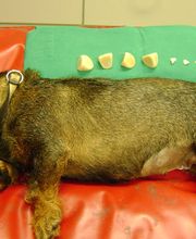 Tierärzte Mettendorf Bild 6