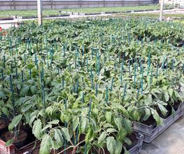 Chazalet Plants image 3