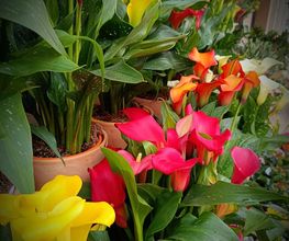 Fleurs & Co image 4