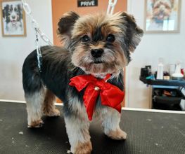 Chien Beauté image 8