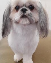 Pil Poil Toilettage E.I image 4