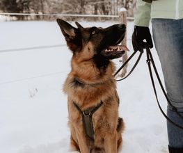 MEHR Hundeschule Bild 12