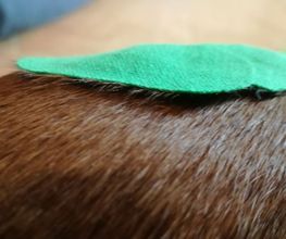 Dog Ways Hundecenter Bild 9