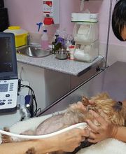 CLÍNICA VETERINARIA DEL VAL imagen 4