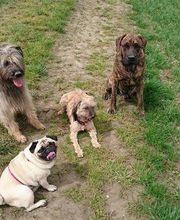 Tip Top Tiershop Bild 3