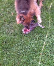 Ernährungsberatung Hund Produktunabhänig