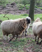 Lippold Stiftung Bild 3