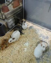 Les Jardins de Porh Mirabeau image 4