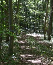 Es stehen viele verschiedene Baumarten zur Wahl.