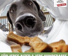 DOGS-HEART Bild 3