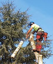 Franglais Soins Des Arbres image 3