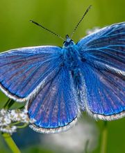 Dietz Gartenbau GmbH Bild 3