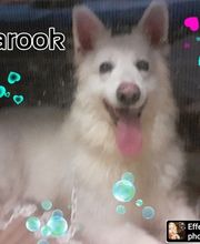 Au Toilettage de Saint Satur image 11