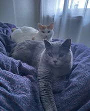 Maggy's Mobiler Katzenservice Unna Bild 12