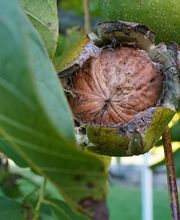 Moulin de Sévery Bild 2