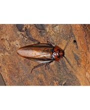 Action anti-nuisibles image 3