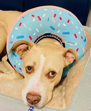 Apple Valley Veterinary Clinic image 20