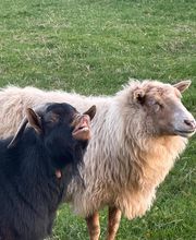 Hof Belvedere Bild 19