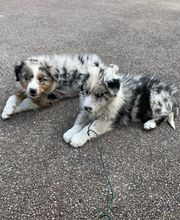 Elevage Kimy's Valey image 15