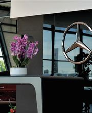 Mercedes-Benz Davis 28 image 2