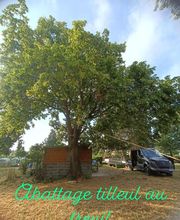 Arbres Verts Outters Outters Xavier image 6