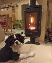 Elevage Vallée Du Léguer EARL image 1