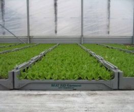 Jud Bio-Jungpflanzen AG Bild 2