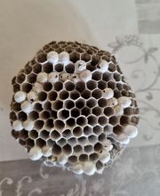 Décim'Guêpes image 5