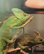 Tree of Life Exotic Pet Medical Center image 10