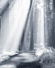 Beerdigungsinstitut Bürgin + Thoma Bild 2