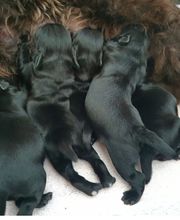 Hundesalon Toxi Horgen Bild 10