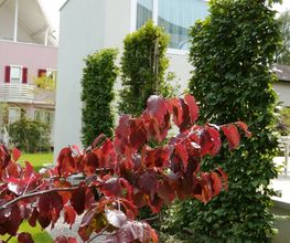 Faes Gartenbau GmbH Bild 7