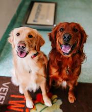Twin Oaks Veterinary Clinic image 19