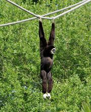 Spaycific'Zoo image 11