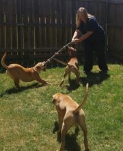 Green Oaks North Pet Hospital image 17