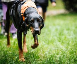 Kindergarten- und Therapiehund Frodo im Montessori Kinderhaus Starnberg