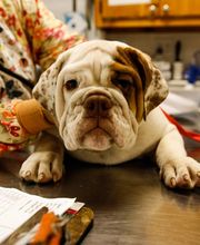 Hiram Animal Hospital image 11