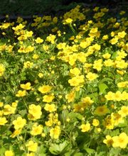 Staudengärtnerei David Müller Bild 74