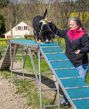 Hundeschule Guggisberg Bild 5