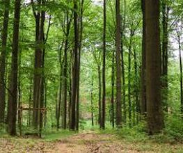 Bis zu 100 Jahre alte Rotbuchen prägen das Waldbild im FriedWald Bernau bei Berlin.