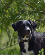 Dr. med. vet. Stephanie Adams - Tierverhaltenstherapie Bild 5