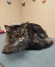 AU TOUTOU MARANS image 4