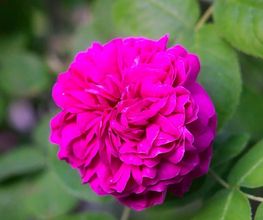 Hausmeisterservice & Gartenstyling Bild 11