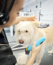 Doggrooming Ramstein Bild 3