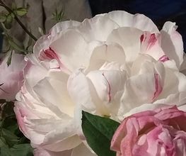 Des Fleurs En Plus image 6
