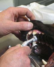 Dierenarts Meemortel De